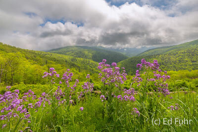 Ivy Creek Overlook