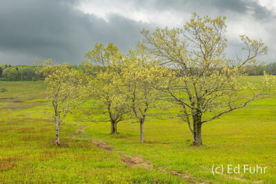 The Greening of Big Meadows