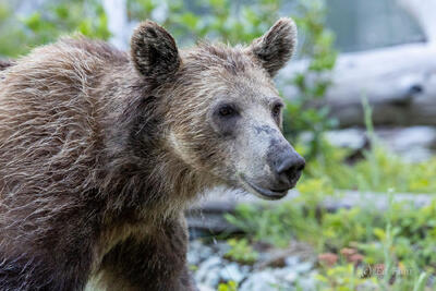 Grizzly Youth