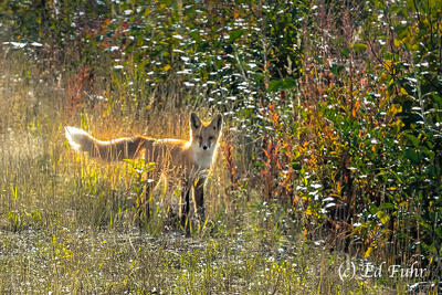 Denali Fox
