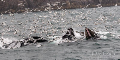 Bubble Net Feast
