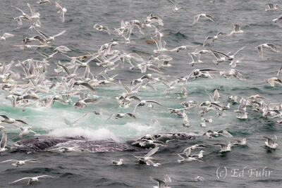 Feeding Frenzy