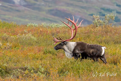 Caribou  Shedding