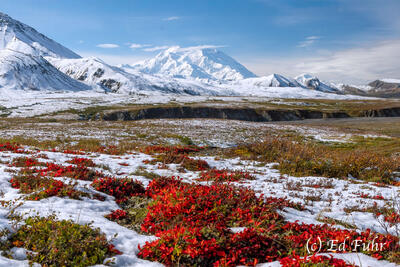 Bearberry