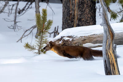 winter, 2025, pine marten,
