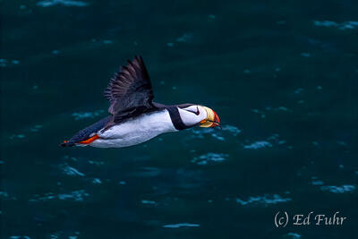 Wings Over the Deep Blue