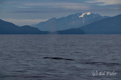 Finback Whale