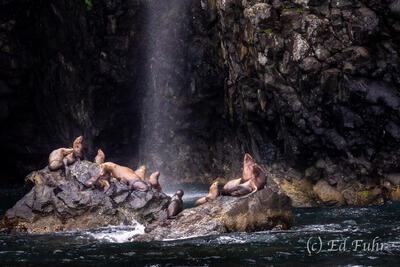 Bathing in the Fjords