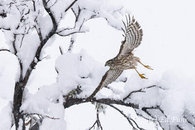 A Merlin Takes Flight