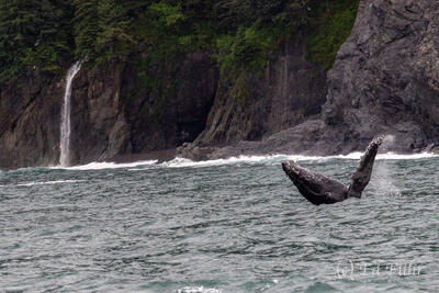 Untamed Waters