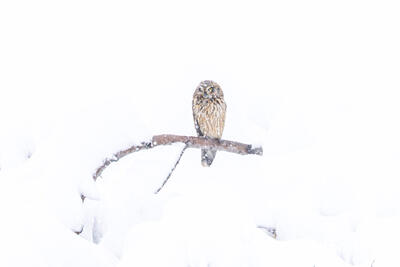 Short Eared Owl