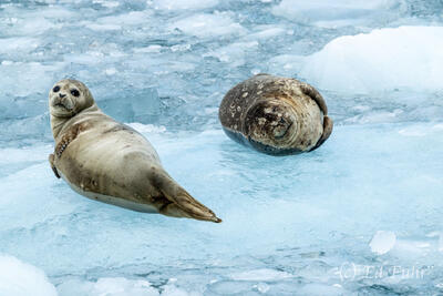 Two Seals