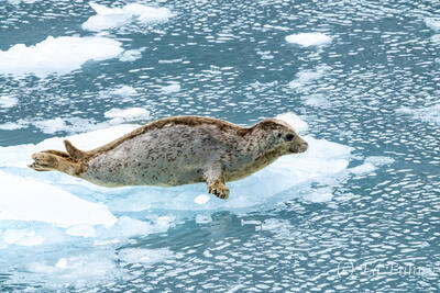 Time For a Swim