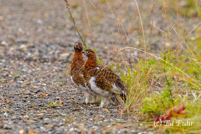 Two Ptarmigan on the Side of the Road