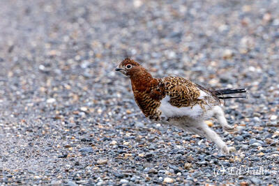 Why Did the Ptarmigan Cross the Road?