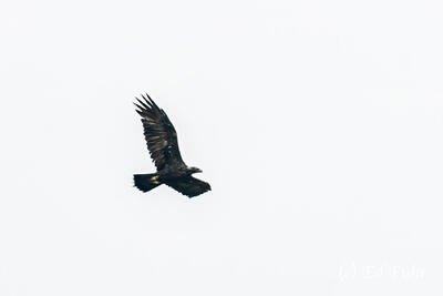 Golden Eagle