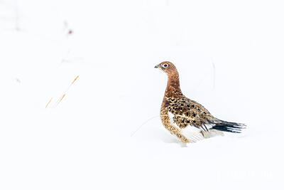 Willow Ptarmigan in Snow