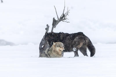 Wolf Portrait