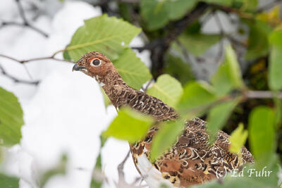 Hiding Ptarmigan