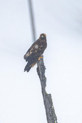 A Golden Eagle's Perch