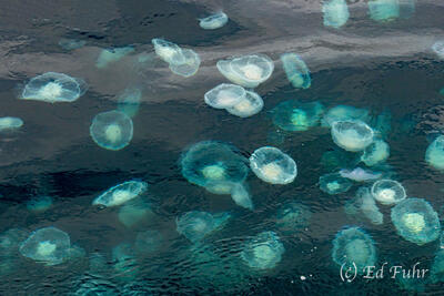 Jellyfish Smack