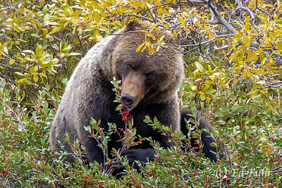 Grabbing a Handful of Soapberries 