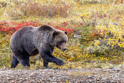 On the Prowl