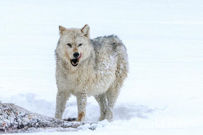 The White Wolf