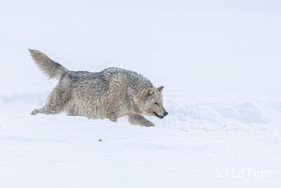 Winter Pursuit