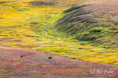 Grizzly Wilderness