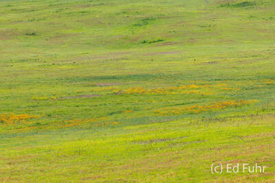 The Meadow