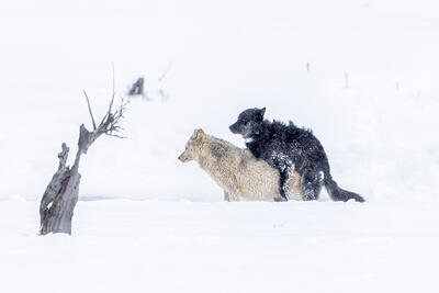 Mating Season