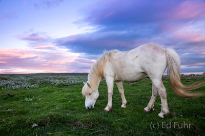 Icelandic Horse at Twilight