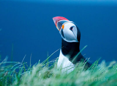 Solitary Puffin