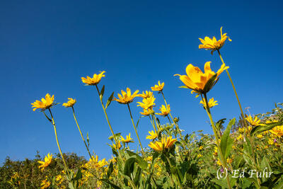 Skyward