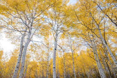 Aspen Cathedral