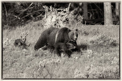 399 and cubs, grizzly, 399, 610, subadult, grizzlies, cub, quad, summer, grand teton, , Tetons