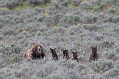 399 and cubs, grizzly, 399, 610, subadult, grizzlies, cub, quad, summer, grand teton, , Tetons