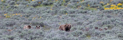 grizzly, 399, 610, subadult, grizzlies, cub, quad, summer, grand teton, , Tetons