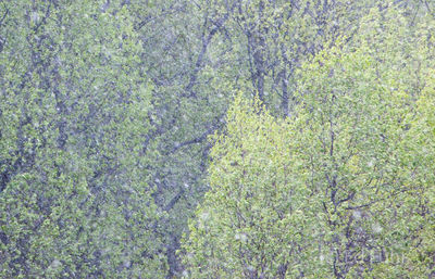 Spring's Falling Snow