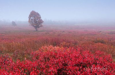 Red Meadows