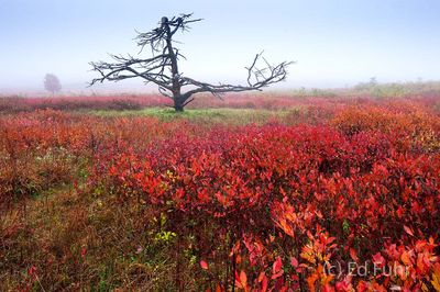 Fall in Big Meadows