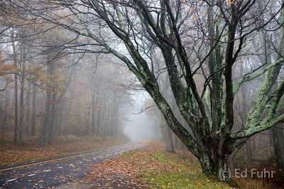 Maple, South River Overlook