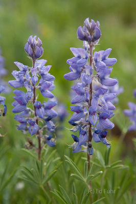 Yellowstone Lupine