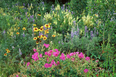 Wildflower Greeting