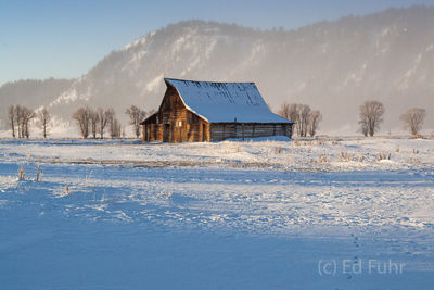 Wolf tracks in the snow, a clear winter morning and Moulton Barn stands in the snow.  