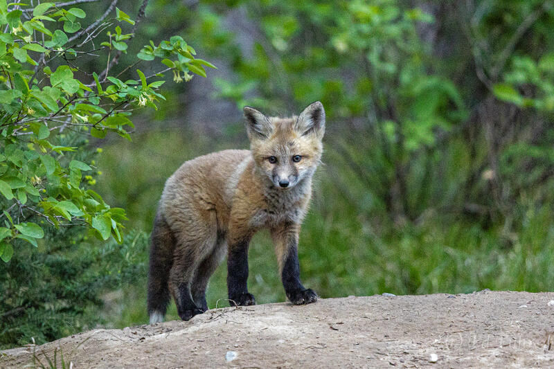 Curious Kit