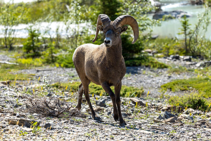 Big Horn