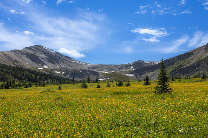 Summer Gold in the Snowbowl