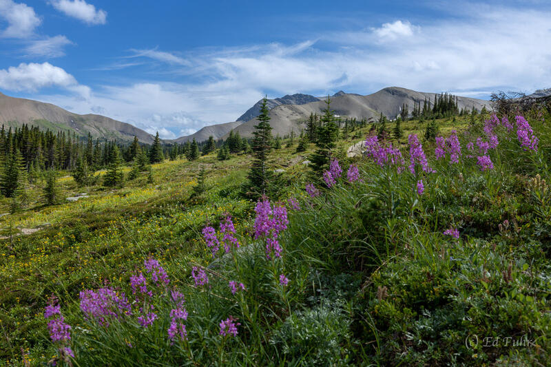 Fireweed Along the Skyline Trail